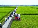 再生稻無人農(nóng)場(chǎng)測(cè)產(chǎn)結(jié)果喜人