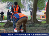 央視報(bào)道 | 守護(hù)千年古榕，TRU樹(shù)木雷達(dá)為陽(yáng)朔榕樹(shù)開(kāi)啟“無(wú)損體檢”新時(shí)代！